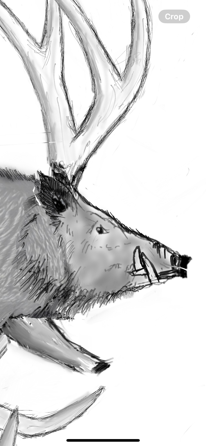 Dessin original : Détail de sanglier