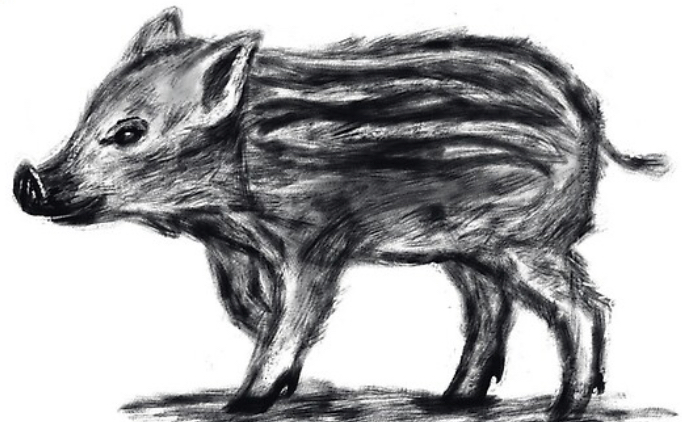 Dessin original : Sanglier